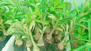 combo 20 cây sứ thái giống gửi nguyên chậu