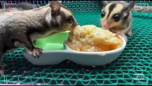 Sugar Glider Premium Food (Suggies Meal) Sugar glider diet sg food (Suggies Diet) wholesome balanced slurp 200g