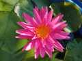 บัวพิงค์ซิลค์PinkSilk.(isg)อดีตแชมป์โลก. 