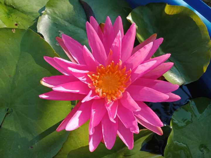 บัวพิงค์ซิลค์PinkSilk.(isg)อดีตแชมป์โลก