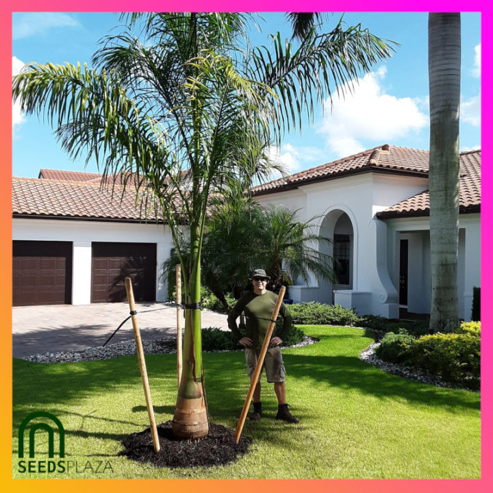 SeedsPLAZA™ - Royal Christmas Palm Tree Seeds for Planting Palms (5 ...