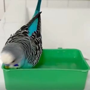 ถ้วยน้ำ ถ้วยอาหารสำหรับนก อ่างอาบน้ำนก ที่อาบน้ำนก อ่างน้ำนก อ่างอาบน้ำนกกรงหัวจุก แบบแขวน พลาสติก