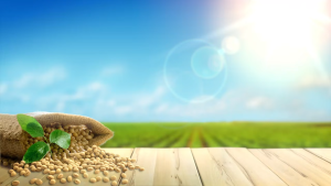 Nước Tương Tam Thái Tử Nhất Ca Chai 500ml Đậm Đà Hương Vị Truyền Thống – Dùng Chấm Nấu Ăn Tiện Lợi