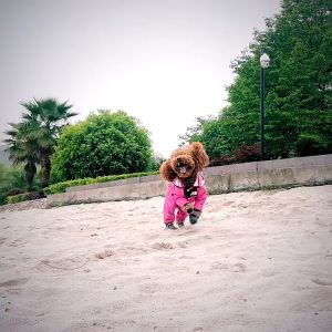 BEIWAN เสื้อผ้าสุนัขสัตว์เลี้ยง แฟชั่น เสื้อกันฝน  กันน้ำ เสื้อกันฝน การออกแบบสแน็ปขอบสี 3 สีให้เลือก XS-4XL