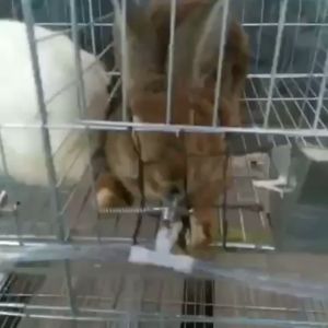 ซื้อ10แถม1 จุกให้น้ำอัตโนมัติ จุกนํ้าหนูพุก จุกให้น้ำหนูนา จุกน้ำให้หนู จุกน้ำให้กระต่ายแสตนเลส หัวจุกน้ำหนูนา