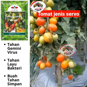 BENIH TOMAT SERVO F1 1750 butir CAP PANAH MERAH.