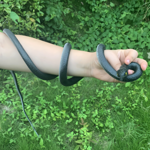 Scaring Prank Toy Snake