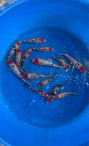 Japan Tancho Sanke 22–25cm from Sakai Farm - RM980 per koi + shipping RM60