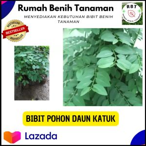 2 Pohon Bibit Tanaman Daun Katuk / Pohon Katuk Memperlancar ASI