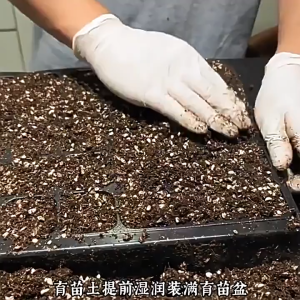 Night Fragrance Seed Mosquito Repellent Grass 夜来香种子驱蚊草 Four Seasons Easy to Survive Perennial Strong Fragrance Flower Plant