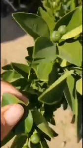 AB Plant Bibit Jeruk Santang Madu Asli Import Sudah Berbuah Besar Tinggi 1 Meter