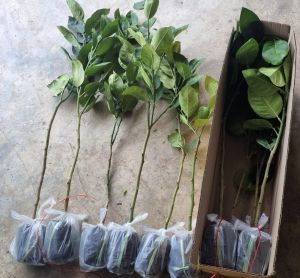 กิ่งมะนาวยักษ์