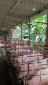 Improvium IU Babi 1 Kg: Pakan Babi Berkualitas Tinggi & Penggemuk Babi