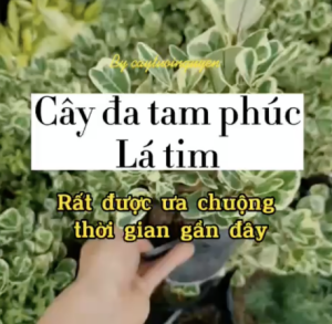 CÂY ĐA TAM PHÚC LÁ TIM (cao 20-25cm) cây cảnh Trong nhà kiểng lá mini để bàn Văn phòng đẹp hợp Phong thuỷ GIÁ RẺ lọc không khí Cây Tươi Nguyên CTN1330