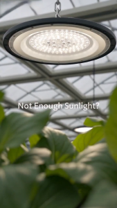 LED High Bay Light Energy-Efficient High Brightness Durable Build Greenhouse Scene
