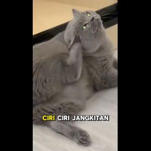 Perfect Combo Ubat Kurap/Fungus/Kutu (Tingkatkan Sistem Imuniti + Lebatkan Bulu Kucing)