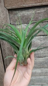 Tillandsia Eric Knokbloch with wood / Airplant /空气草/ 空气凤梨- 艾瑞克