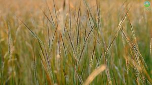 Nước giặt xả Bosster hương nắng mai túi 32kg [HÀNG chính hãnġ]