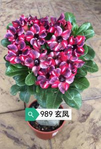 Adenium Obesum Bonsai ID 989 玄凤 富贵花