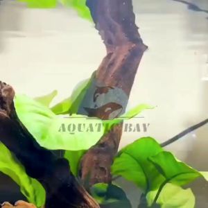 Aquarium Luminous Cartoon Diver Floating Pendant Decoration Fish Toy Fish Tank Decoration Landscaping