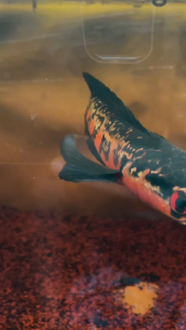 BERRITZ Pelet Makanan Ikan King Booster Color Max Progres Warna Ikan Red Yellow