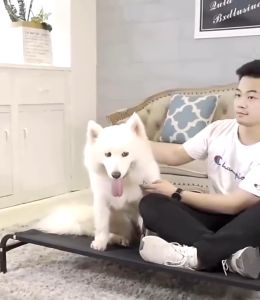 เตียงสัตว์เลี้ยง ที่นอนหมา เตียงสุนัข ผ้าตาข่าย ระบายอากาศ ป้องกันความชื้น ทำความสะอาดและบำรุงรักษาง่าย Elevated Dog Bed ที่นอนสุนัขขนาดใหญ่ ที่นอนแมว