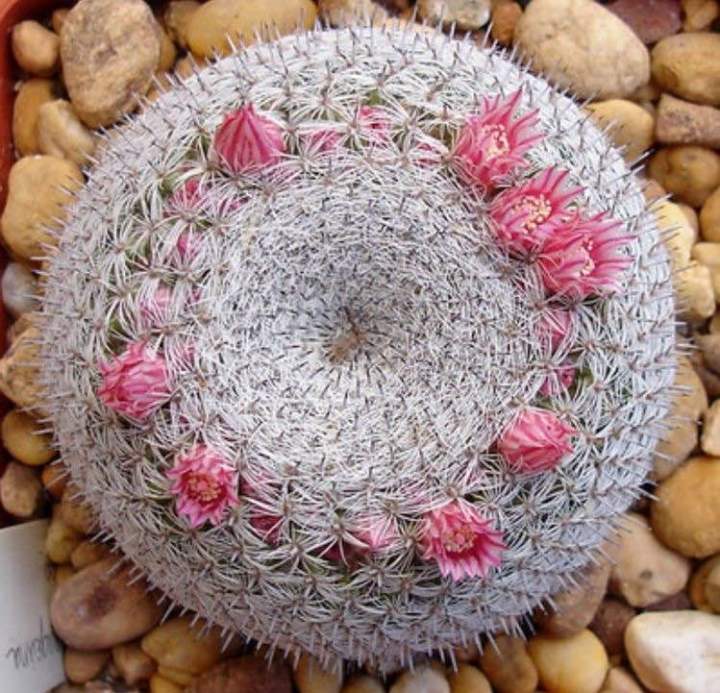 กระบองเพชร mammillaria candida ขนาด ใหญ่🔥🌵🌵 ส่งทั้งกระถาง🌵🔥🔥 | Lazada ...