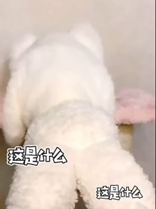 MADDIE สัตว์เลี้ยงน่ารักหมวกตุ๊กตาแมวหมวกสัตว์เลี้ยงปกศีรษะ HHMPS00660