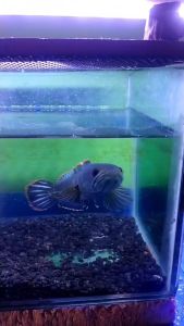 อาหารปลา&ปลาช่อนกั้งภาคใต้ ขนาด 7-8 นิ้ว มีประกัน