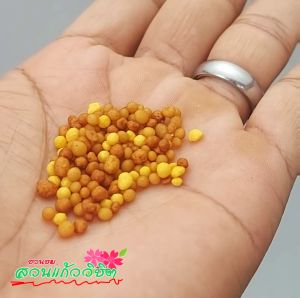 ออสโมโค้ท พลัส และ ออสโมโค้ น้ำหนักถุงละ 100 กรัม แพ็คคู่ราคาพิเศษ ปุ๋ยใส่ต้นไม้ ปุ๋ยล่ะลายช้า เร่งดอกและบำรุงต้น