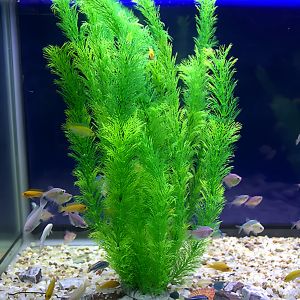 Jiaxun | Realistic Fake Water Plants for Aquariums Green