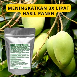 Pupuk Booster Mangga Pelebat Organik Cepat Berbuah Lebat Besar Anti Rontok Pembesar Mangga