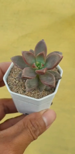 ต้นไม้อวบน้ำ กุหลาบหิน แกร็ปโตเวเรีย บรอนซ์ Graptoveria Bronze #กระถางต้นไม้ #เมล็ดพันธุ์พืช