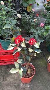 #คาเมลเลีย #camellia #ดอกไม้คามีเลียนำเข้าสีแดง 60-70cm