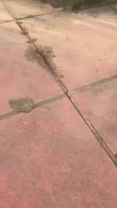 Diệt Gián Diệt Kiến Tận Gốc Sinh Học Bảo Châu