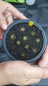 5 นิ้ว กระถางกลมทรงเตี้ย กระบองเพชร บอนไซ เพาะต้นกล้า เพาะเมล็ด หรือ เพาะแคคตัส กระถางแคป ทรงกลม กระถางทรงกลมแบนก