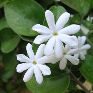 Chậu giống hoa lài leo thơm (Jasminum auriculatum)
