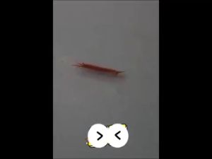 【100% effective】bed bug killer spray bed bugs spray bugs killer bedbugs killer bed bugs repellent bed bugs killer powerful spray anti bed bug 除螨喷雾剂 臭虫喷雾