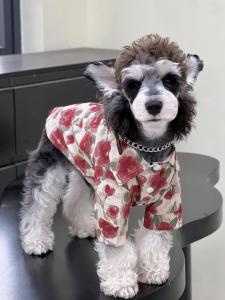 Summer Shirt Style Pet Clothes for Cats And Dogs Korean Holiday Theme Anti Shedding Air Conditioner Suit Medium to Large Dogs