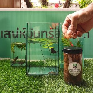 สีเสียด ปลากัด ชอบสารเทนนิน กระชุ่มกระชวย คึกคัก ฟิตปั๋ง 15 กรัม ชอบสารเทนนินเบสู่ชั้น 15 กรัม ( เสน่ห์จันทร์ ปลากัด )