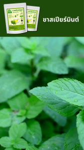 ชาสเปียร์มินต์ ตราไร่กฤติยา (Spearmint Tea)