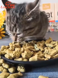 【SG Seller】80g/box Catnip Biscuits High Nutrition Cat Treats Eliminate Bad Breath Preventing Hairballs Dry Cat Food