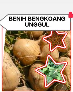 BENIH BENGKUANG SUPER 100 BIJI BIBIT BENGKUANG UNGGUL