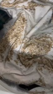 Chai Tẩy Lồng Máy Giặt MAGIC LIVE Kháng Khuẩn Tốt Khử mùi nhanh 300gr