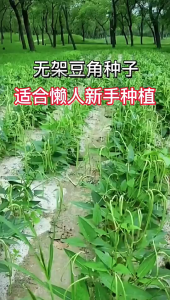 Vegetable Seedes/Biji Benih Kacang Panjang Renek/ Dwarf Long Bean Seeds (12 Seeds)