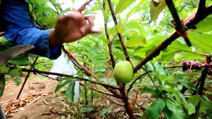 ต้นฝรั่งกิมจู ผลใหญ่ กรอบ รสหวาน เมล็ด สูง50-70 ซม. อุดมวิตามินซี คุณภาพและคุณภาพสูง 50-70 กรอบ รสหวาน เมล็ด รู้สึกด