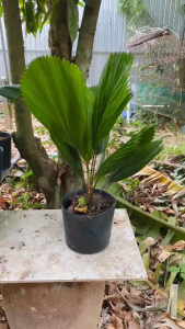 Cây Cọ Nhật (Kè Nhật) - Tổng thể tầm 50-60 cm - Cây trang trí sang trọng!