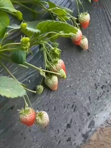 Plastic Mulch 2.65ft x 500m 0.8m x 500m 10 Microns HEAVY DUTY Crop cultivation Crop protection Agricultural appliances