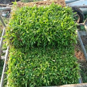 หญ้ามาเลเซีย หญ้าสดปูสนาม หญ้าจริง