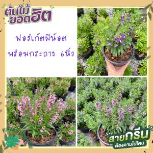 ต้นฟอร์เก็ตมีน็อต forget me not มีดอกหลายสี ส่งพร้อมกระถาง 6 นิ้ว ดอกไม้ ต้นไม้ฟอกอากาศ ต้นไม้ปลูกในบ้าน ต้นไม้มงคลปลูกในบ้าน ต้นไม้ปลูกหน้าบ้าน